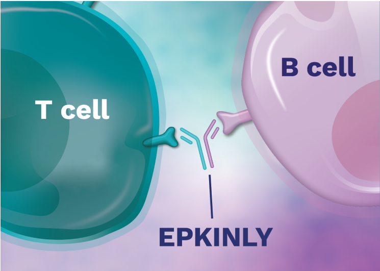 EPKINLY binding one T cell and one B cell together.