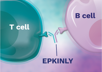 T cell beside B cell.